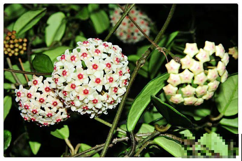 7种花要慎养，房前屋后都爬满，邻居有意见！