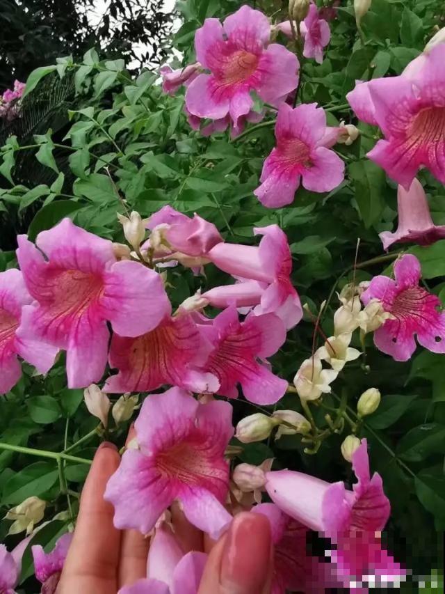 阳春三月，出门踏青，原来有这么多漂亮花！