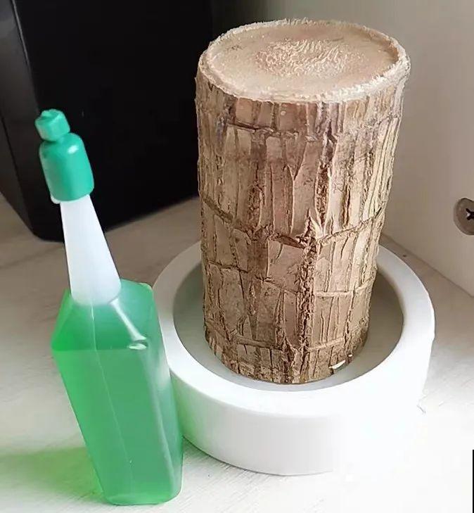 15种花超好活，掰个叉丢水里，自己发芽开出花！