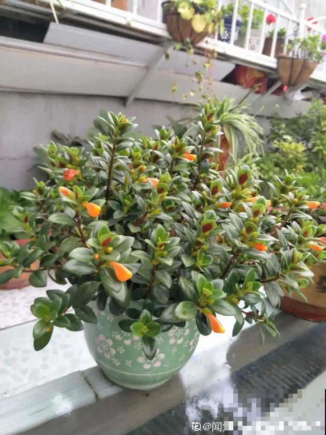 6种花，一定要吊起来养，开花像瀑布，看着真过瘾！