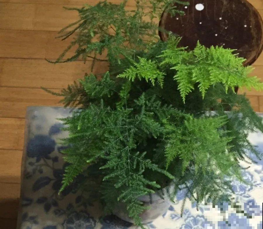 15种花超好活，掰个叉丢水里，自己发芽开出花！