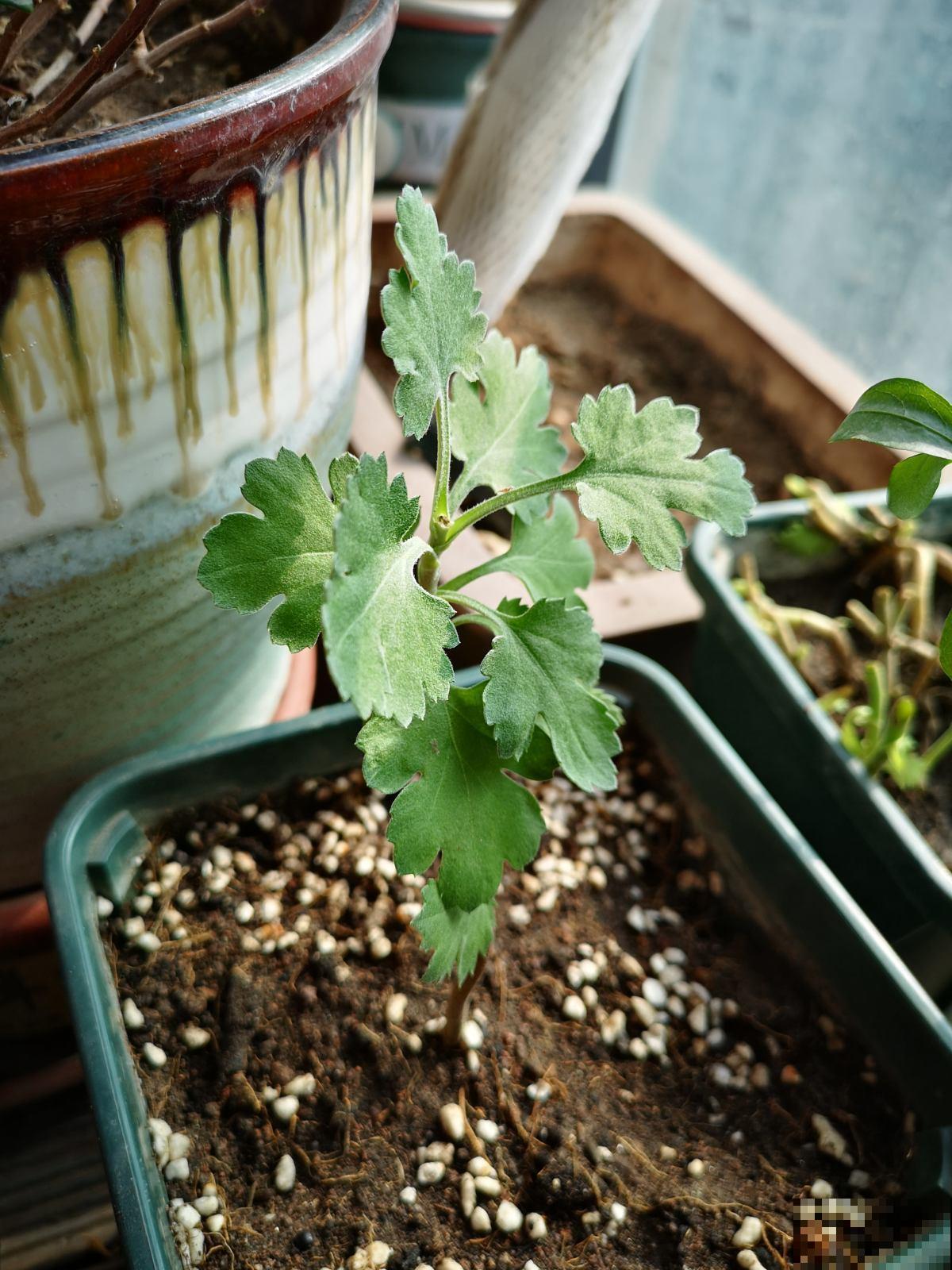 换完盆没几天，植物怎么突发黄叶枯叶？原来是没注意这2点！