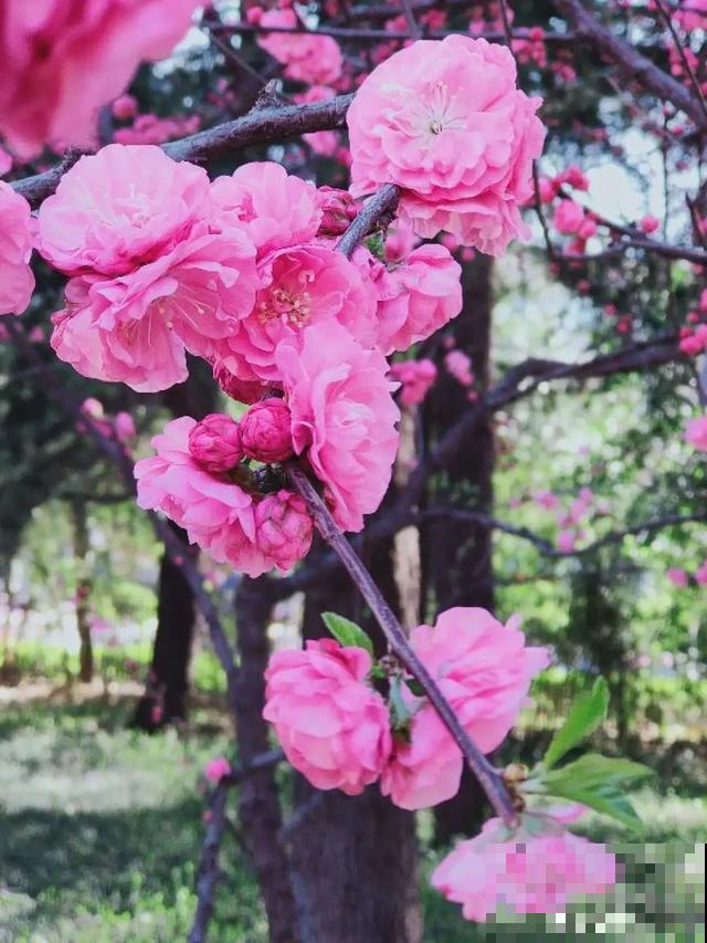 阳春三月，出门踏青，原来有这么多漂亮花！