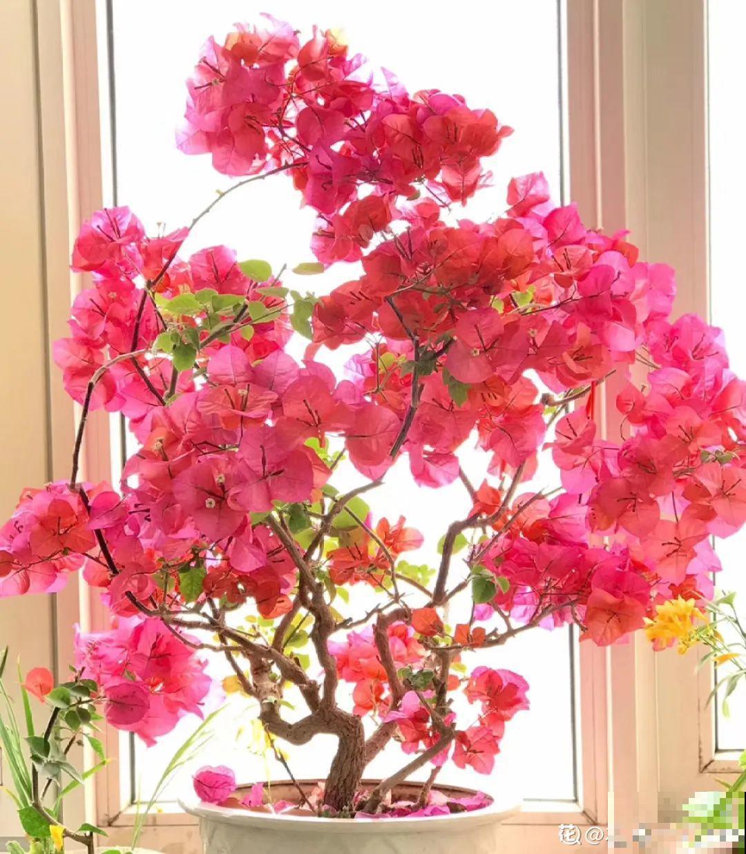 10种耐旱植物，平时少浇水，开花更准时！