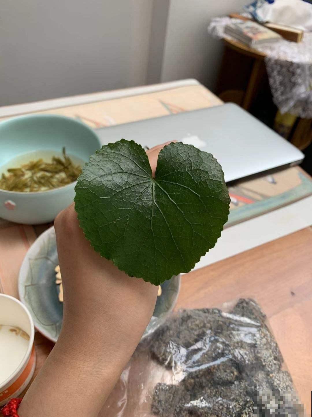 老李买了盆破破烂烂的“铜钱草”，家人都嫌弃，后来却“真香”！