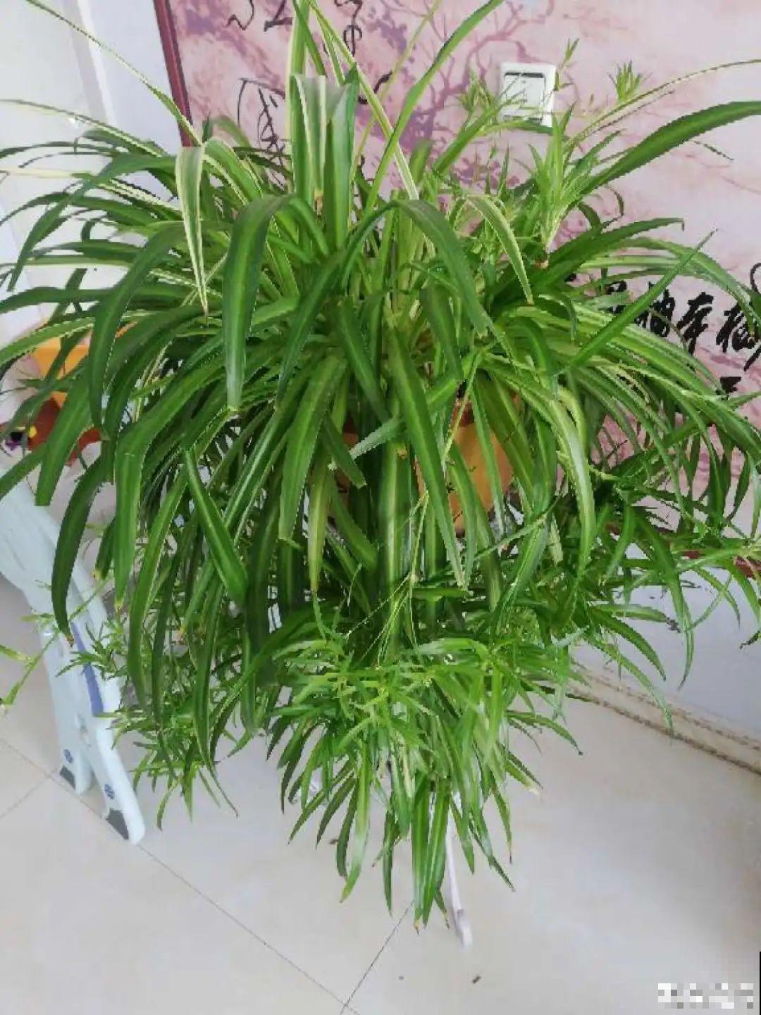 花一到春天就蔫巴，那是浇水浇少了，赶紧补水