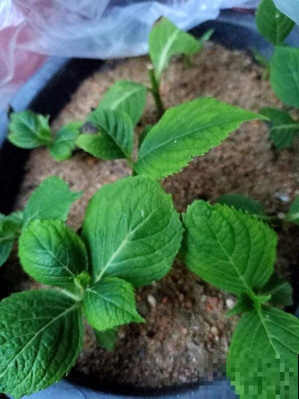 5种营养水，给花喷一点，叶子绿得能滴油