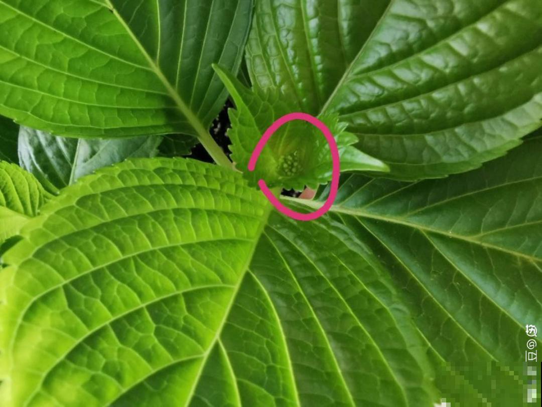 注意，绣球出现这种情况不能换盆，小心换完就死！