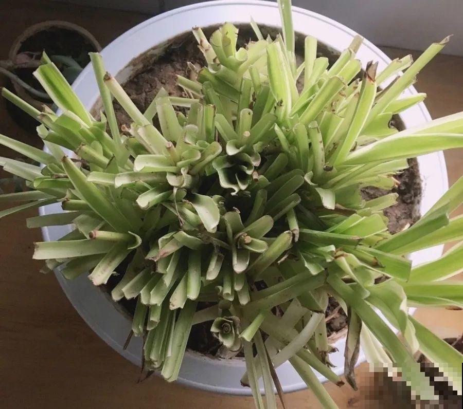 10种花，春天不能晒，躲屋里最安全！