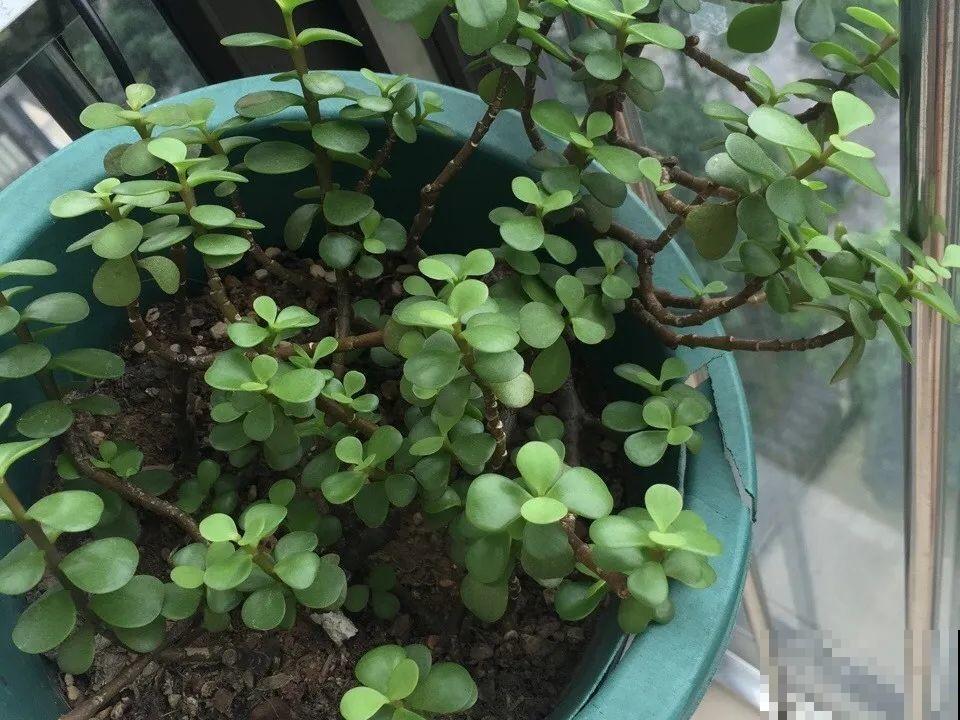 20种常见花，扦插方法大全，不用再花钱买了！