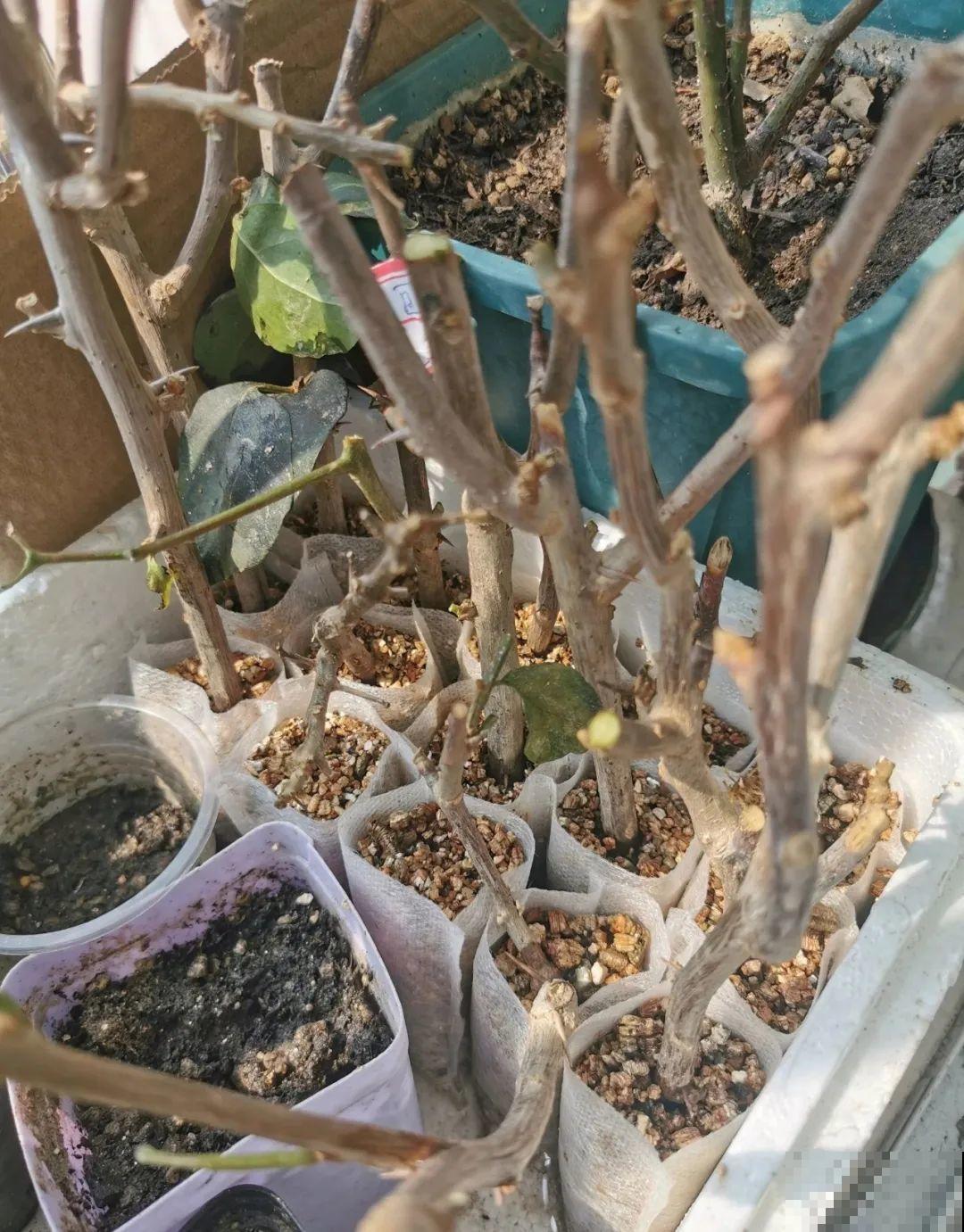 这10种花，天越热越扦插，3天冒出大白根！