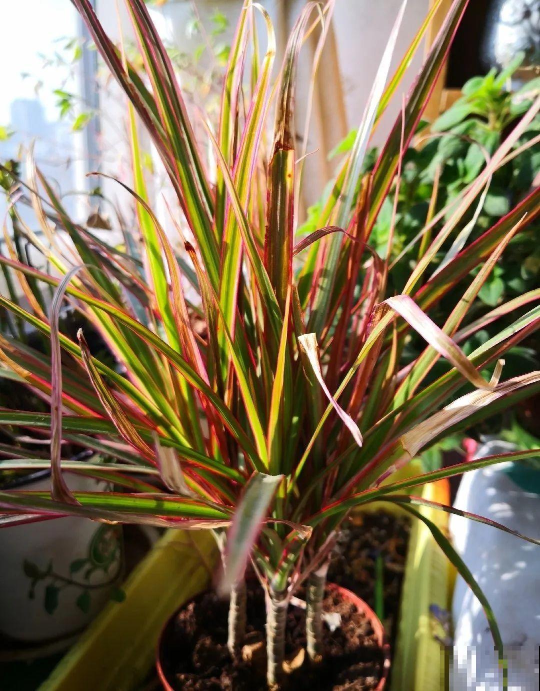有品位的人，都爱这10种花，养一盆特有面子！