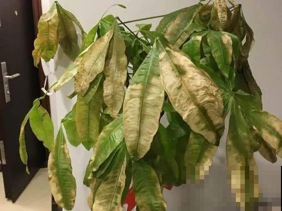 10种花，春天不能晒，躲屋里最安全！