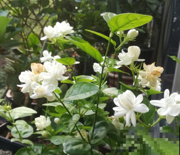 养茉莉花，学会一个小技巧，枝繁叶茂、开花不断！