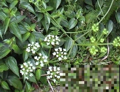 名字叫做隔山香，却因为根系像鸡爪而出名，据说市价很贵！
