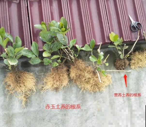 他养栀子花，从来不用土，只用一料就能开花不断！