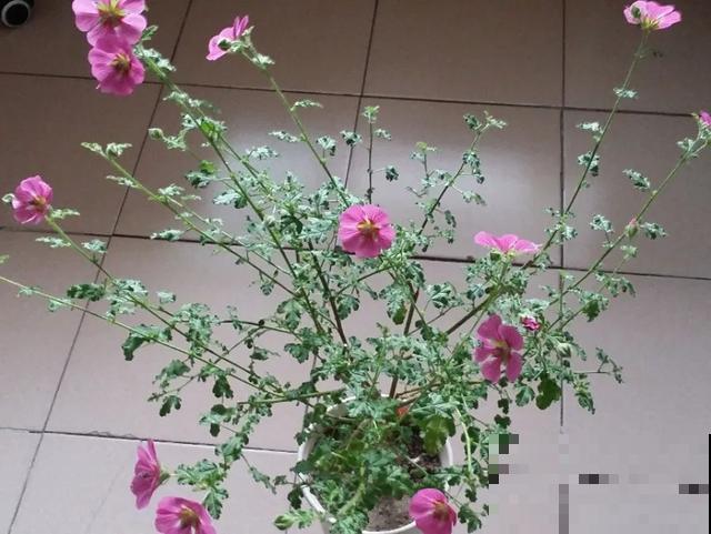 嫌花长得丑，趁现在砍头，2个月脱胎换骨！