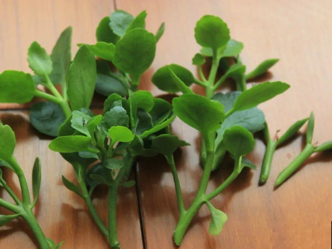 8种花，开完花别急着丢，剪一刀还能继续开