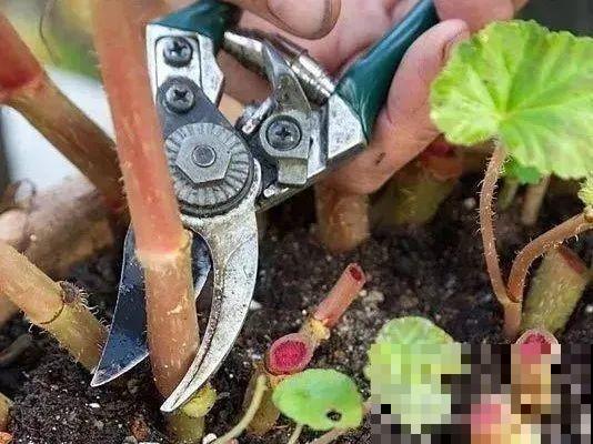 20种常见花，扦插方法大全，不用再花钱买了！