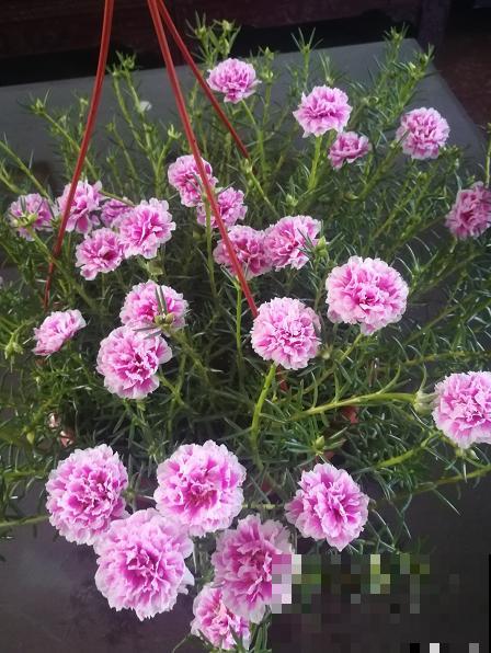 晒不死的花，春天就要大太阳，越晒长得越旺盛！