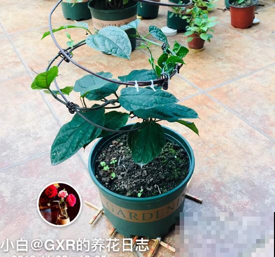 花盆里插根筷子，解决养花大难题，花越长越精神！