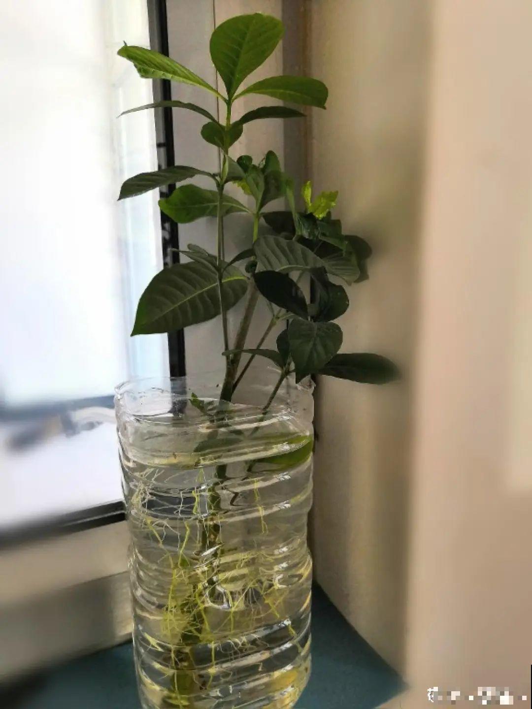 这10种花，天越热越扦插，3天冒出大白根！