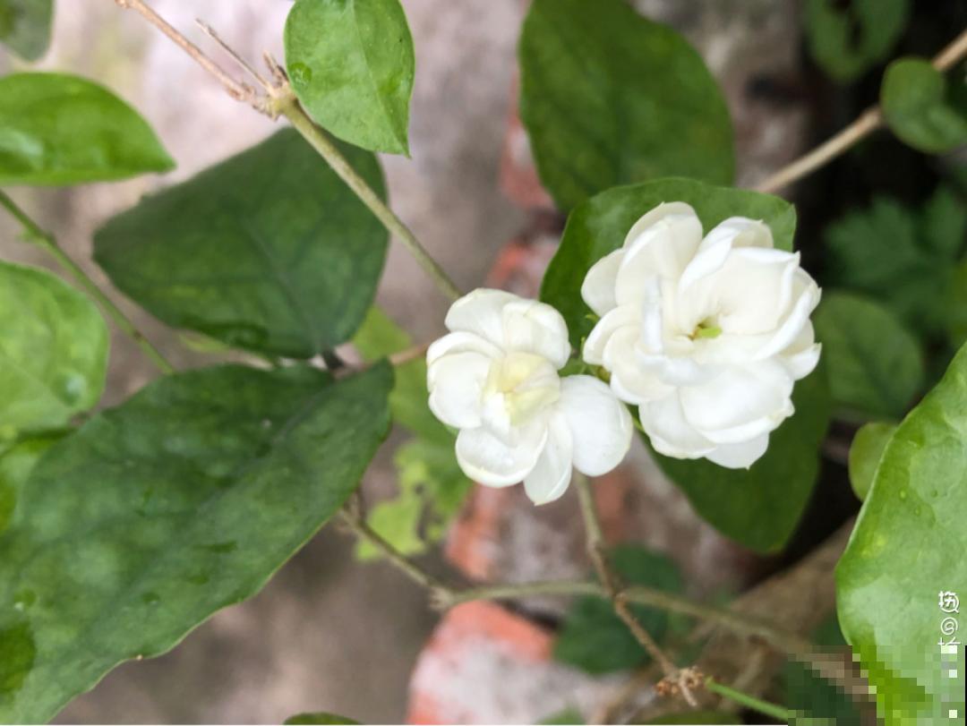 公认难养的6种花，新手慎买，养不活还浪费钱