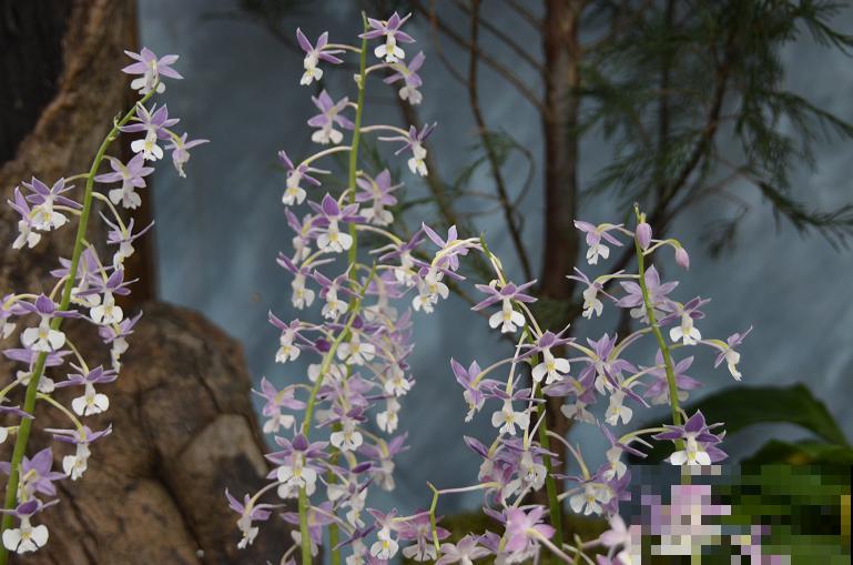 6种珍稀兰花，高贵优雅、价值不凡，见过一种就很厉害了！
