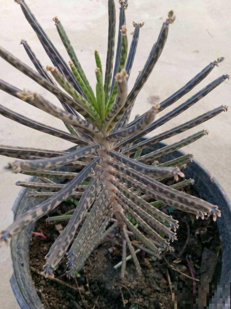 野外挖了一棵漂亮植物，一年繁殖上百盆，亲戚朋友都分遍了！