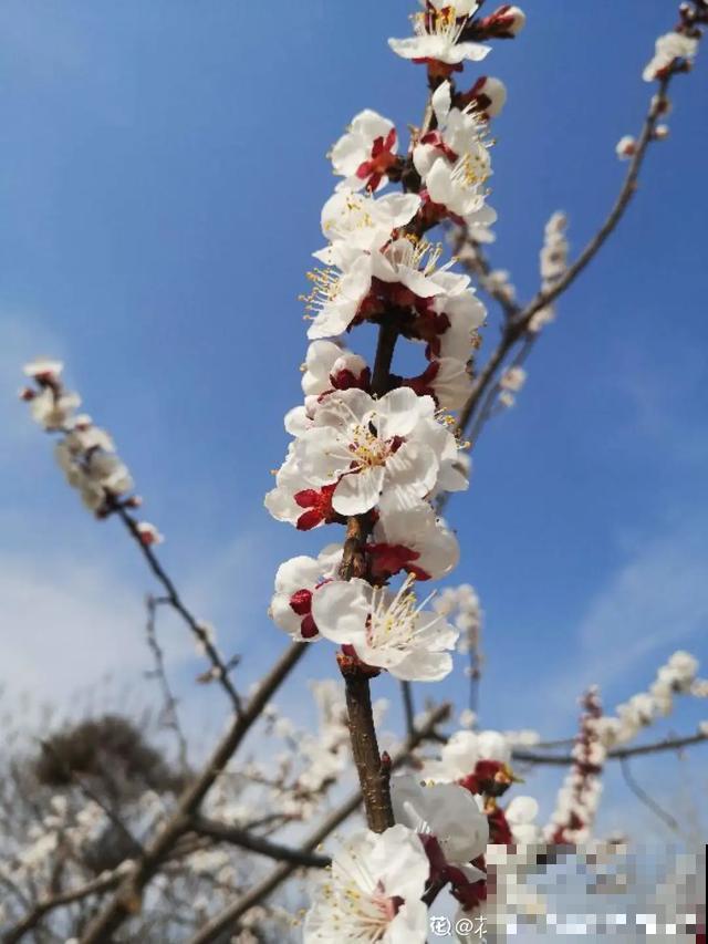 阳春三月，出门踏青，原来有这么多漂亮花！