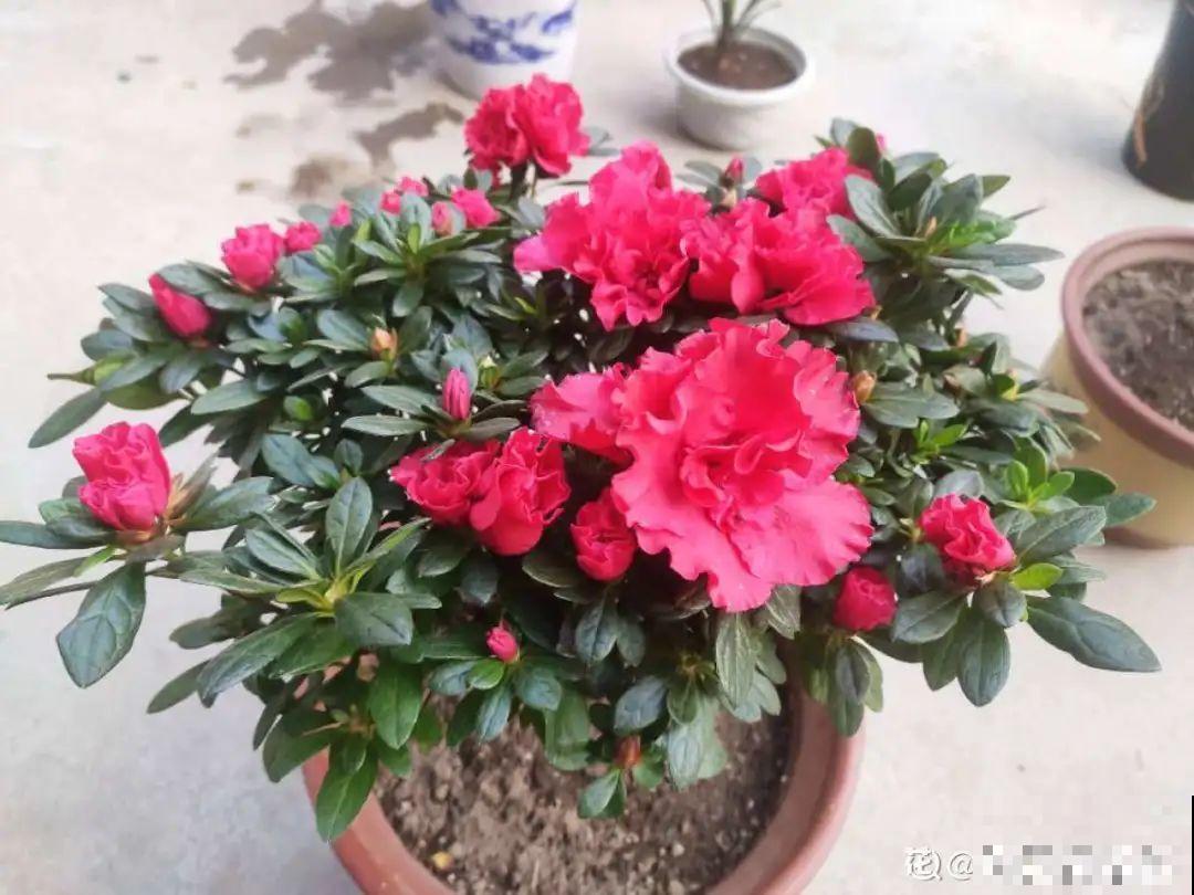家里有这花，可以控制开花，想开几次都行！