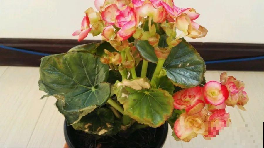 10种花，春天不能晒，躲屋里最安全！