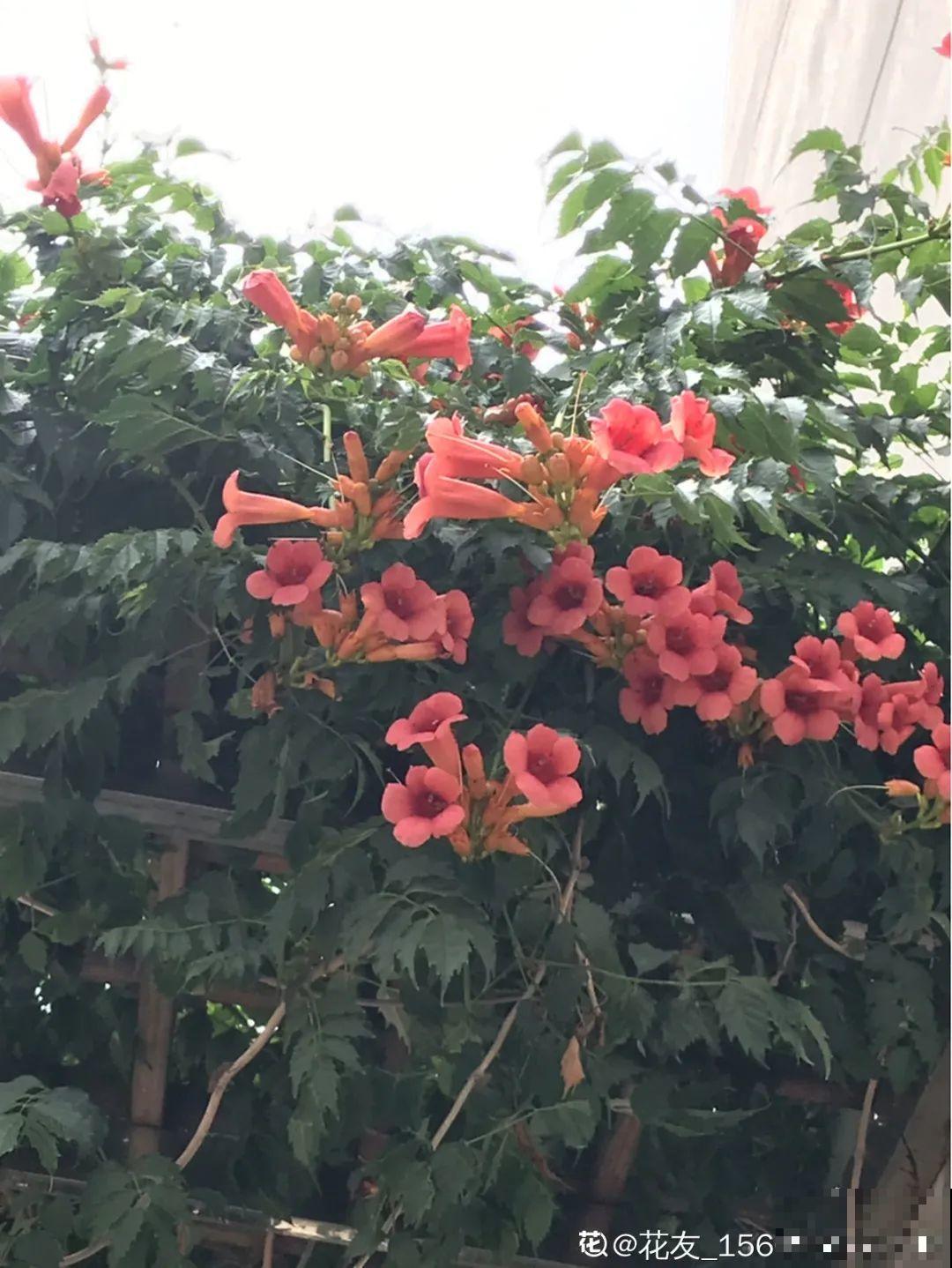 7种花，一开花就是一片花海，太震撼！