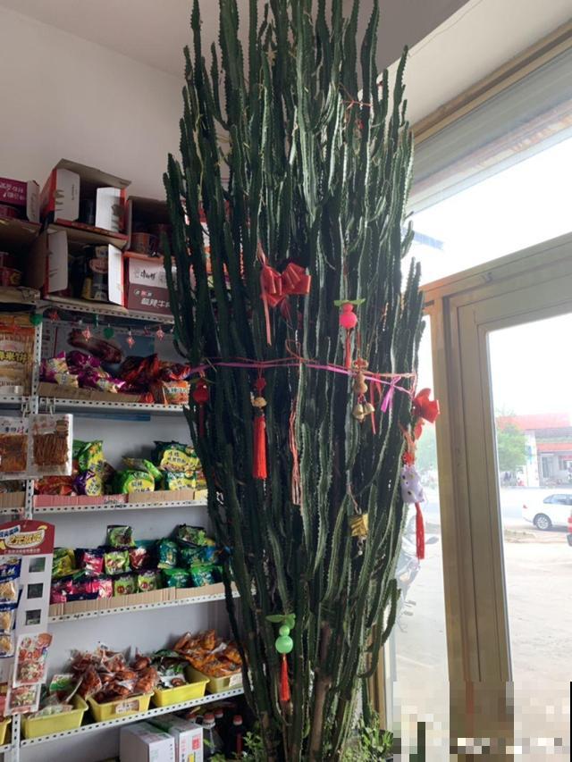 6种花能养成巨无霸，摆在家门口，路过的都称奇！