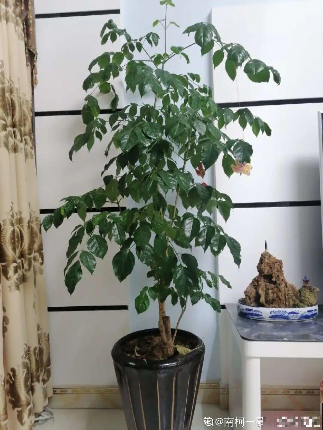 客厅养盆镇宅花，除异味、保家宅，越养家越旺！
