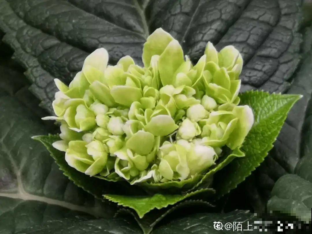 冒花苞了，要这么养，才能顺利开花！