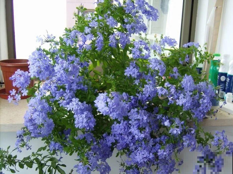 家里有这6种花，赶紧挂起来，长的快、开花一年比一年多！