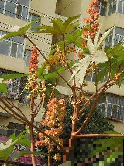 蓖麻也能种家里观赏？结出火红小刺头，热情洋溢惹人爱！