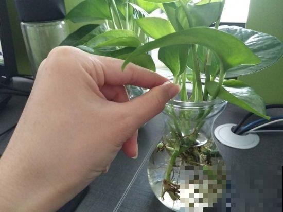 家里养的花最爱吃小药片，碾碎兑水灌盆里，叶子猛长花猛开！