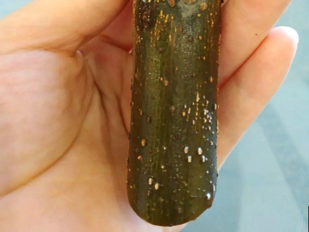 20种常见花，扦插方法大全，不用再花钱买了！