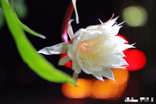 人养花，花也养人，9种花能治病，连医生也爱养！
