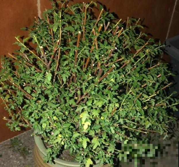 嫌花长得丑，趁现在砍头，2个月脱胎换骨！
