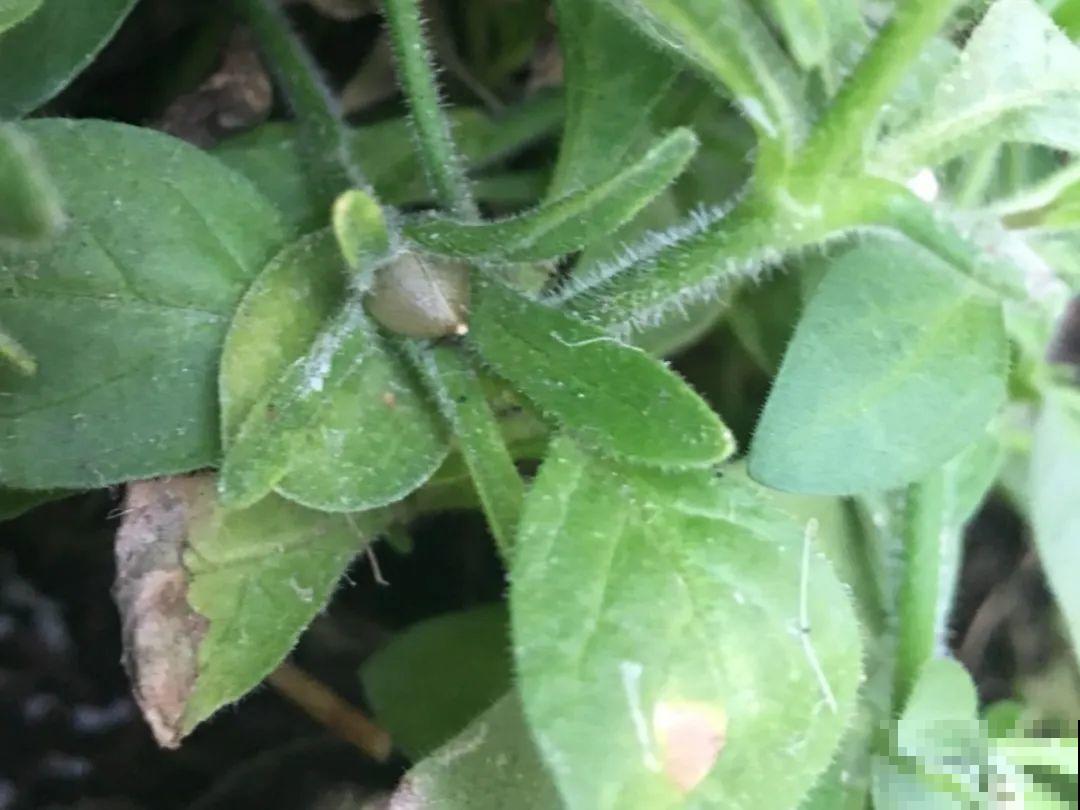 8种花不用扦插，开完花等1个月，一盆能生几十盆！