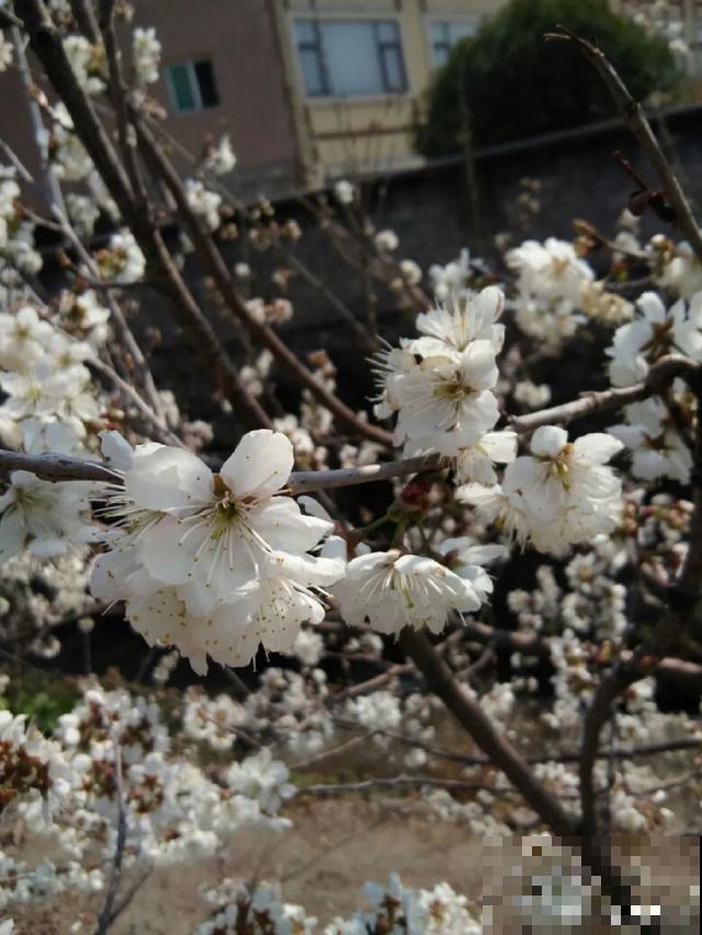 阳春三月，出门踏青，原来有这么多漂亮花！