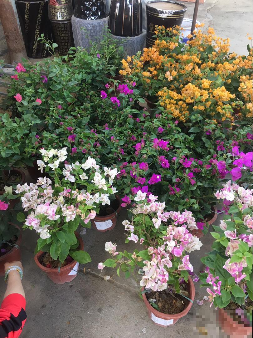 花市买回家的花，注意这6点，盆盆开爆