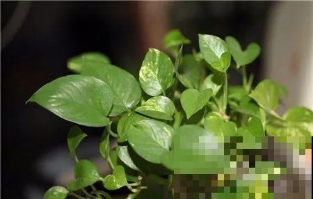 居家养花有讲究，一间房养一盆，干净又养人