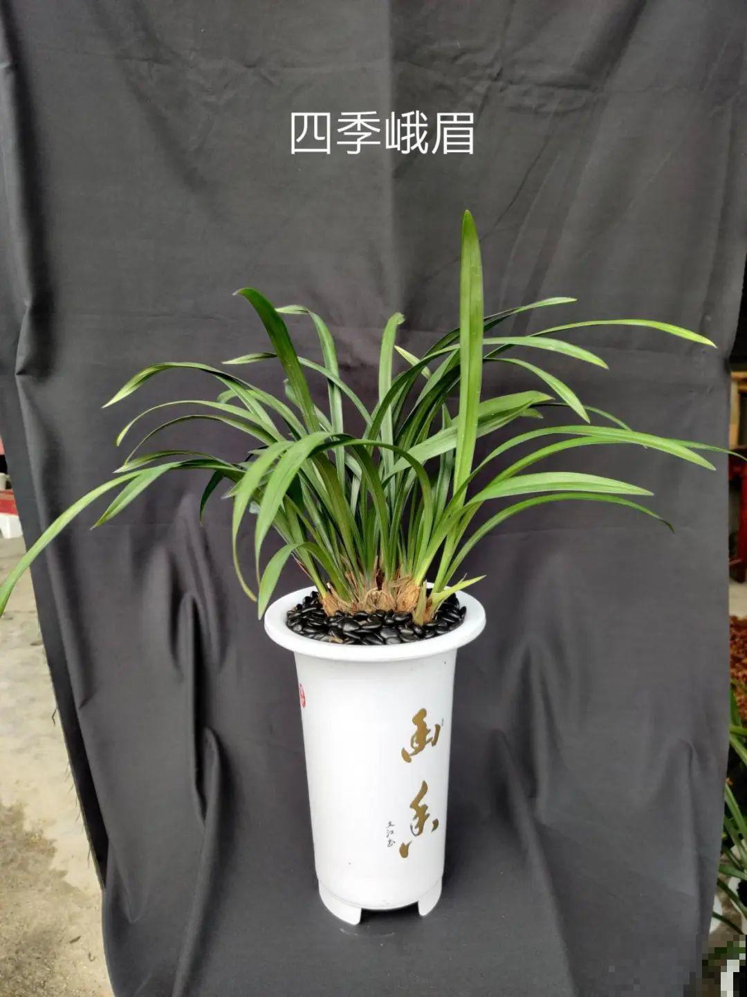 活的“香水花”，家里养一盆，有品位、气质佳！