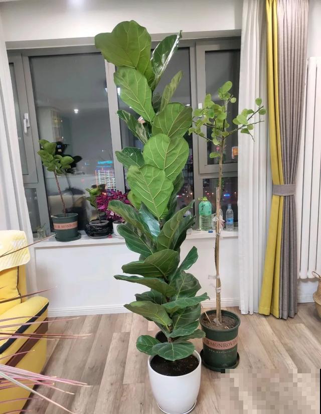 3种树，每月砍1刀，呼呼疯狂冒新芽！