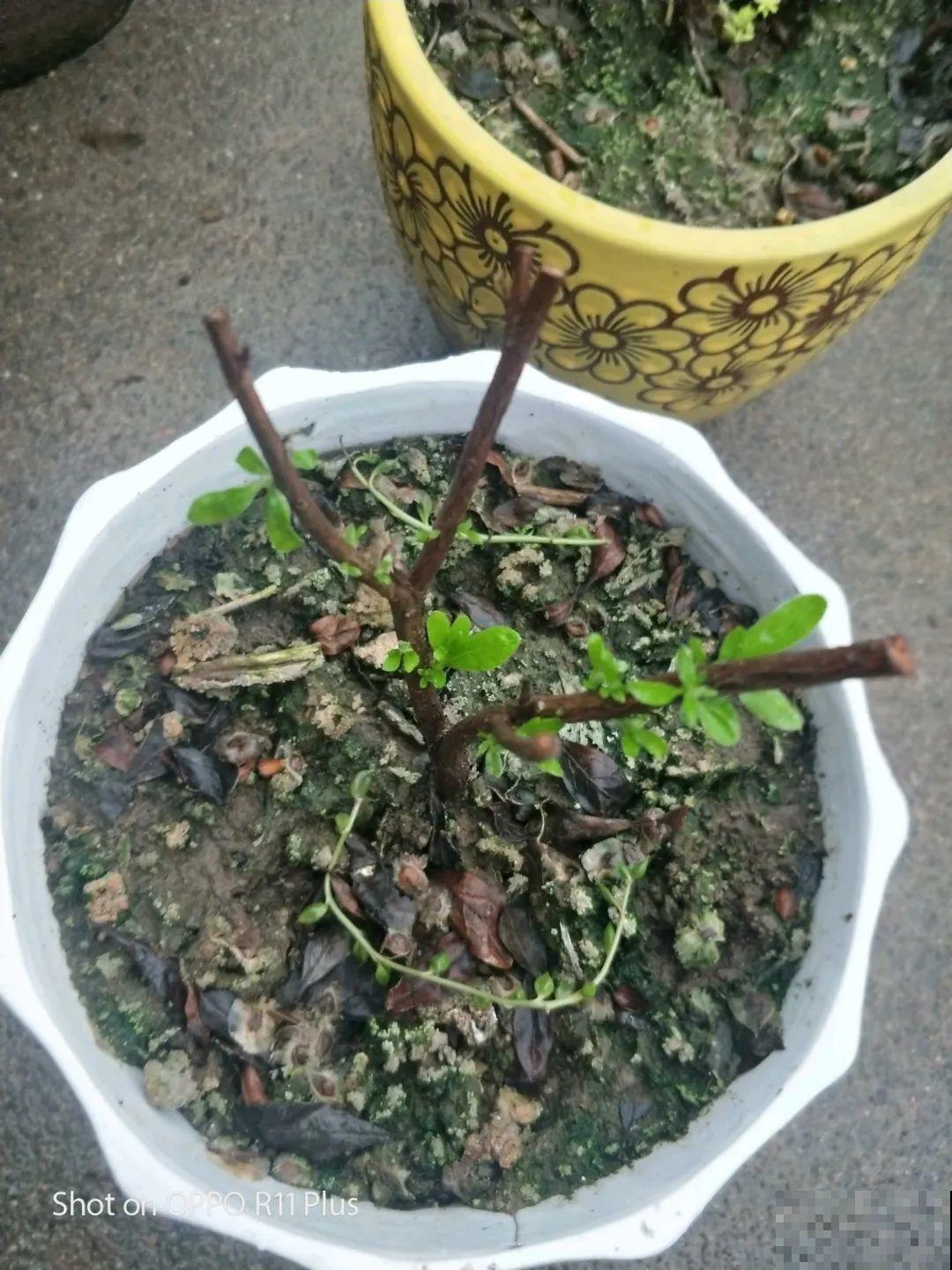 不懂花的人，开完就把花扔了，太可惜，剪一剪还能开！