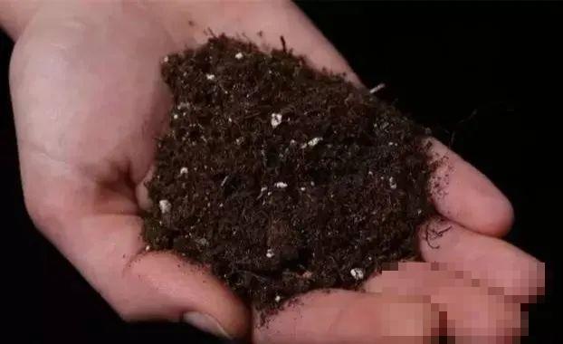 20种自制营养土，肥的流油，不用花钱买！